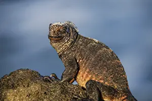 Galapagos sea lizard (Amblyrhynchus cristatus)