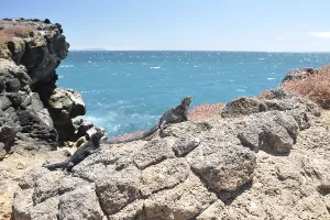Galapagos sea lizard (Amblyrhynchus cristatus)
