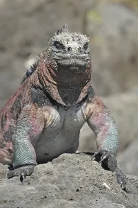 Galapagos sea lizard (Amblyrhynchus cristatus)