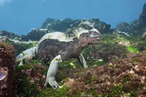 Galapagos sea lizard, Amblyrhynchus Scalloped ribbonfish