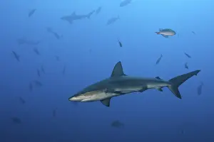 Galapagos Shark (Carcharhinus galapagensis)