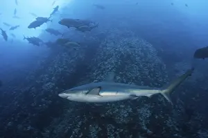 Galapagos shark, Carcharhinus galapagensis