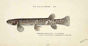 Galaxias brevipinnis, also called climbing galaxias, a freshwater fish of the genus Galaxias, fish, reproduction of an original, by Frank Edward Clarke (b. 1849, d. 1899), ichthyologist and scientific draughtsman
