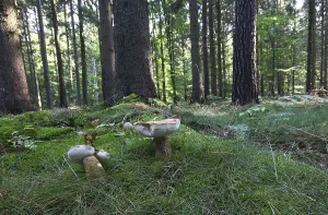 Gall fungus (Tylopilus felleus)