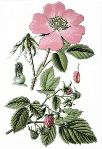 Gallic Rose, French Rose, or Rose of Provins (Rosa gallica)