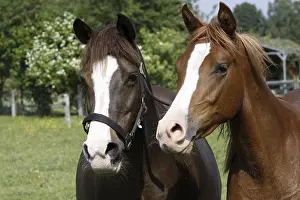 Galloping Arabian horse in a pasture