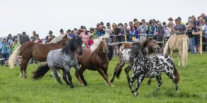 Galloping horses, St. Kathrein a.O. Austria