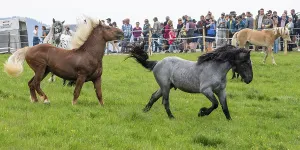 Galloping horses, St. Kathrein a.O. Austria