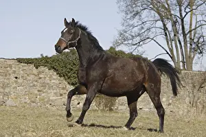 Galloping Trakehner