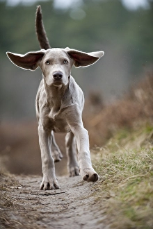 Galloping Weimaraner puppy
