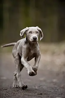 Galloping Weimaraner puppy