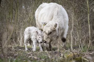 Galloway cattle (Bos primigenius taurus) with blond pigmentation
