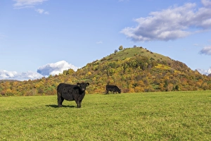 Galloway cattle (Bos primigenius taurus) on pasture