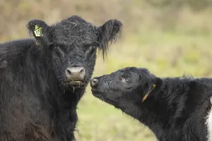 Galloway cattle (Bos taurus), cow and calf