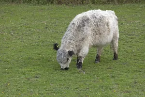 Galloway cattle, Geltinger Birch