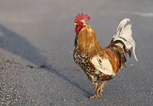 Gallus
