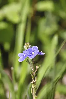 Gamander speedwell (Veronica chamaedrys)
