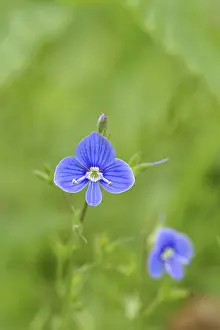 Gamander speedwell (Veronica chamaedrys) Close-up of a flower on a forest path