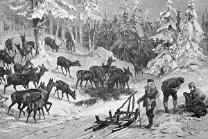 Game feeding in winter, many deer and roe deer