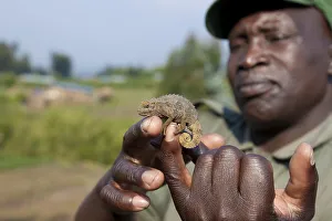 Gamekeeper shows a small Chameleon (Chamaeleonidae)