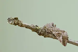 Gamma owl (Autographa gamma), North Rhine-Westphalia
