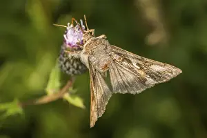 Gamma owl on a flower, A silver Y moth on a flower