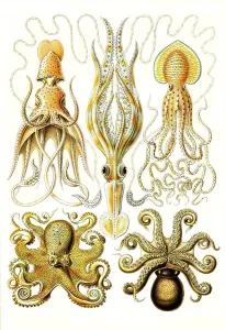 Gamochonia, Funnel Octopus, Art Forms of Nature