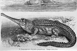 Ganges Gavial, Gharial or Real Gavial (Gavialis gangeticus)