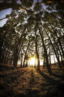 Gangneung pine tree forest taken during sunset