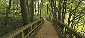 Gangplank in a green beech forest at Moens Klint