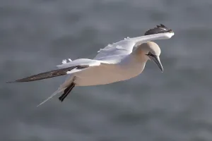 Gannet