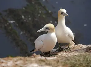 Gannet