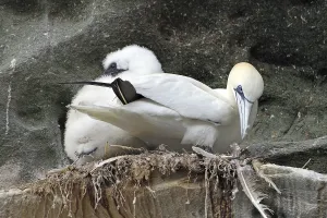 A gannet with chicks sitting on a rocky nest with a natural background