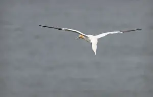 Gannet in Flight, Bempton Cliffs