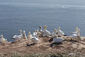 Gannet on the island of Heligoland Northern Gannet on the island of Heligoland