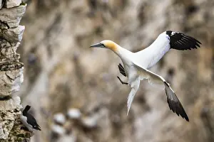 Gannet, Morus bassanus, bird in fly