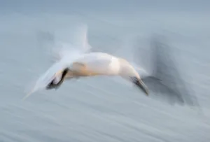 Gannet (Morus bassanus) (synonym: Sula bassana)