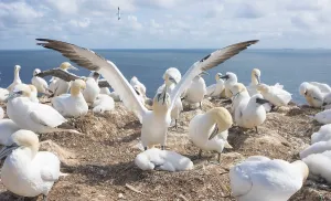 A gannet (Morus bassanus) (synonym: Sula bassana) spreads its wings