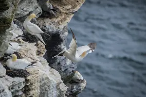 A gannet (Morus bassanus) takes off from a breeding colony