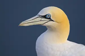 Gannets, Helgoland, Schleswig-Holstein