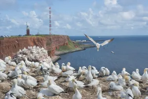 Many gannets (Morus bassanus) (synonym: Sula bassana) on cliffs of red sandstone