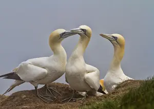 Gannets sat on the edge of a cliff