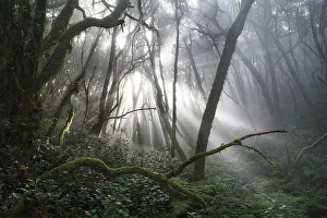 Garajonay National Park, laurel forest