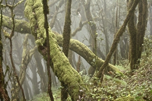 Garajonay National Park, laurel forest