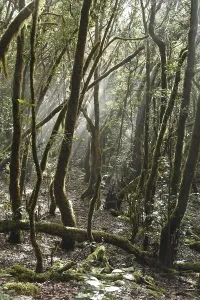 Garajonay National Park, laurel forest