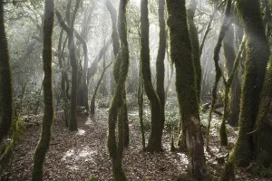 Garajonay National Park, laurel forest
