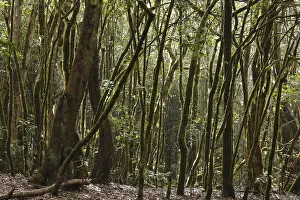 Garajonay National Park, laurel forest