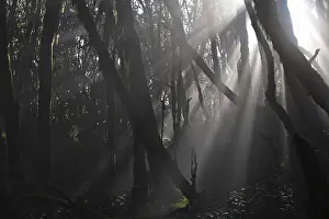 Garajonay National Park, laurel forest