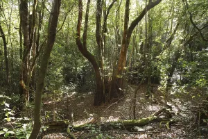 Garajonay National Park, laurel forest