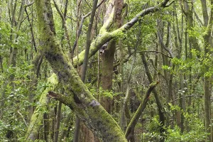 Garajonay National Park laurisilva in Barranco de Sobreagulo - La Gomera